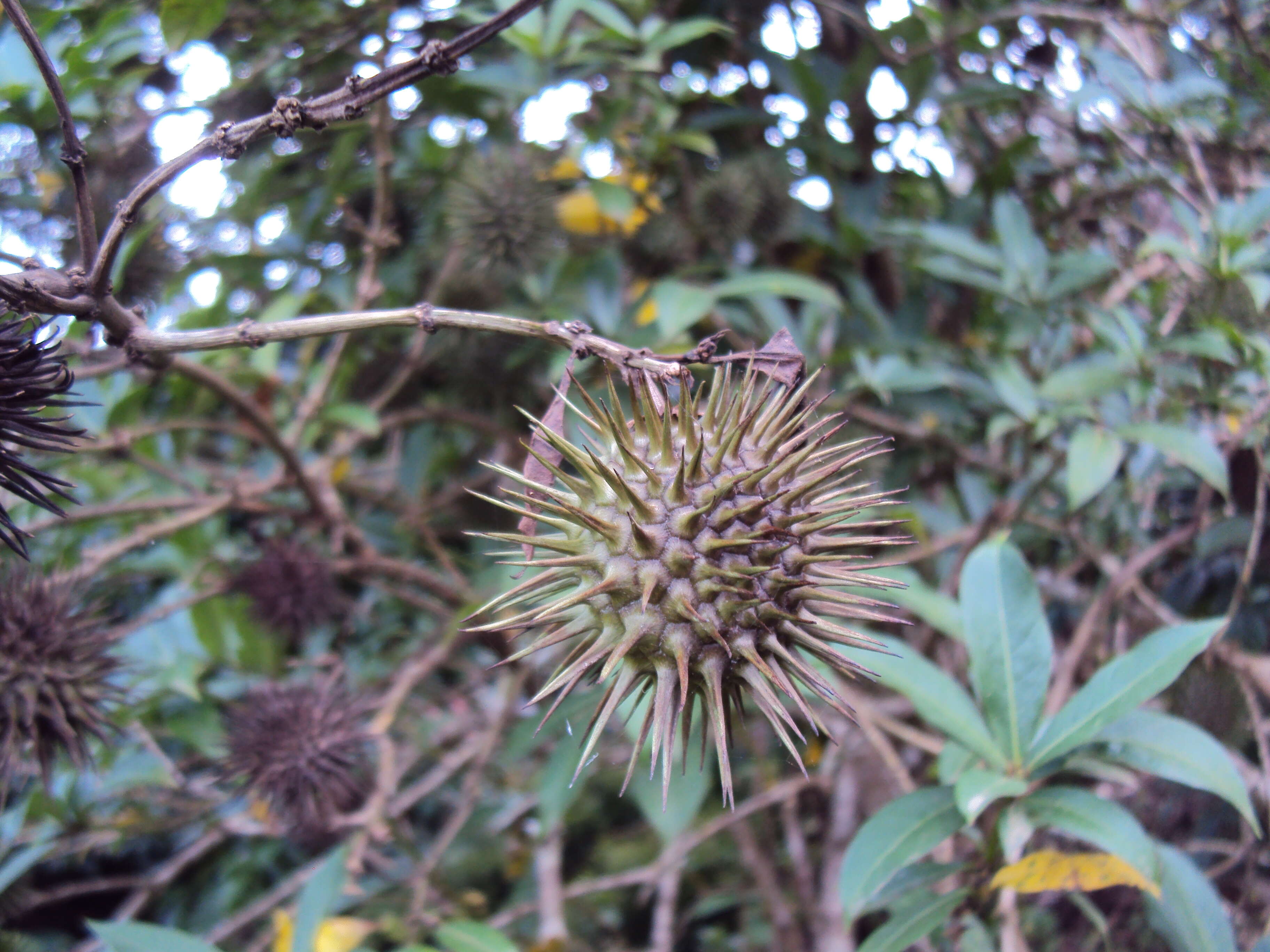 Image of golden trumpet