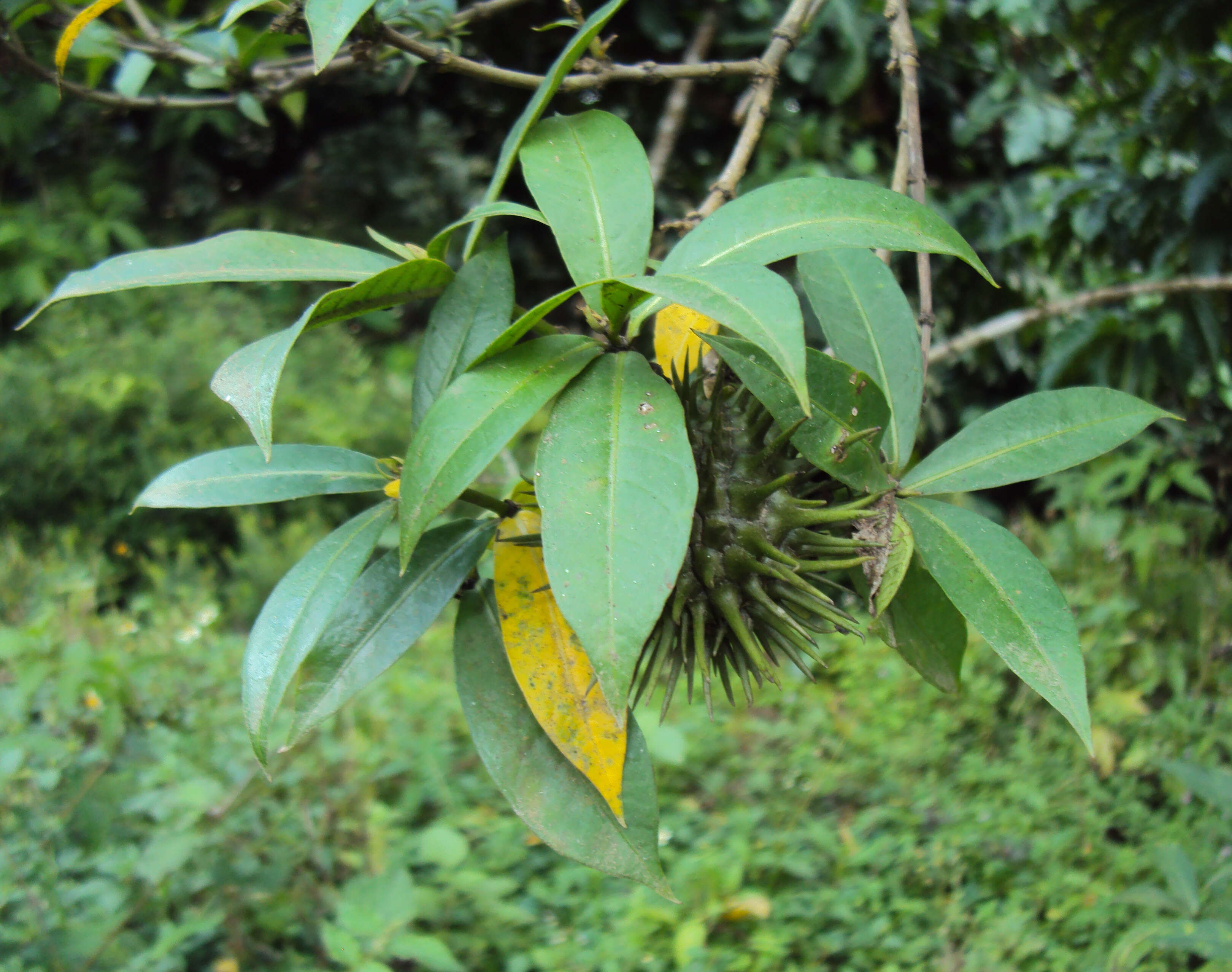 Image of golden trumpet