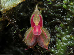 Image of Lepanthes lycocephala Luer & R. Escobar