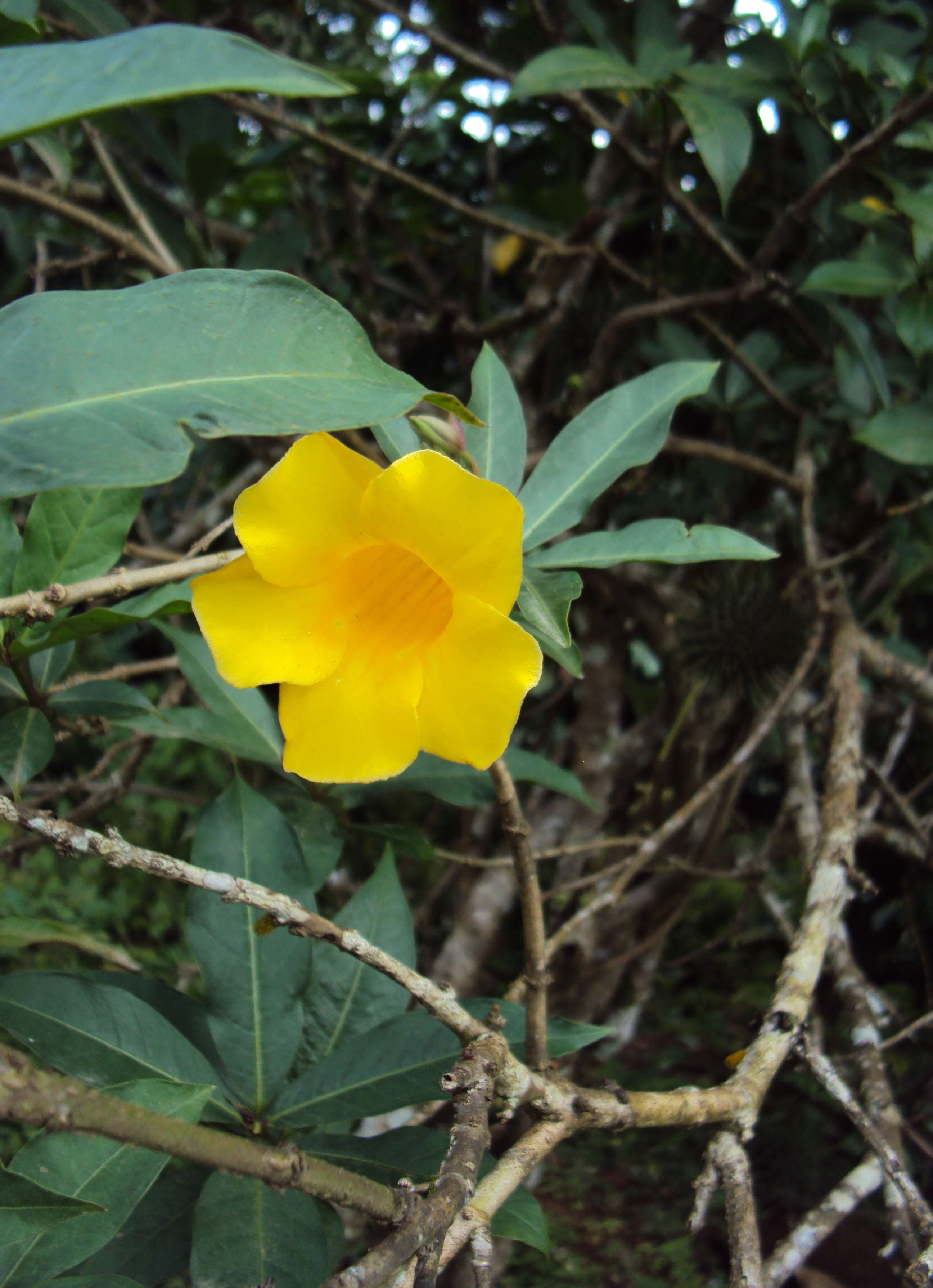 Image of bush allamanda