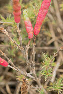 Image de Salicornia bigelovii Torrey