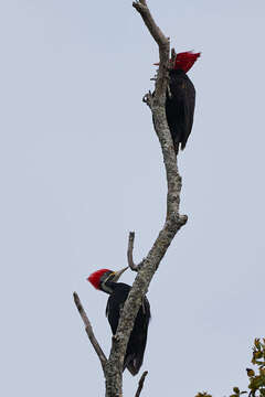 Image of Black-bodied Woodpecker