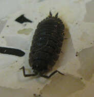 Image of Pill woodlouse