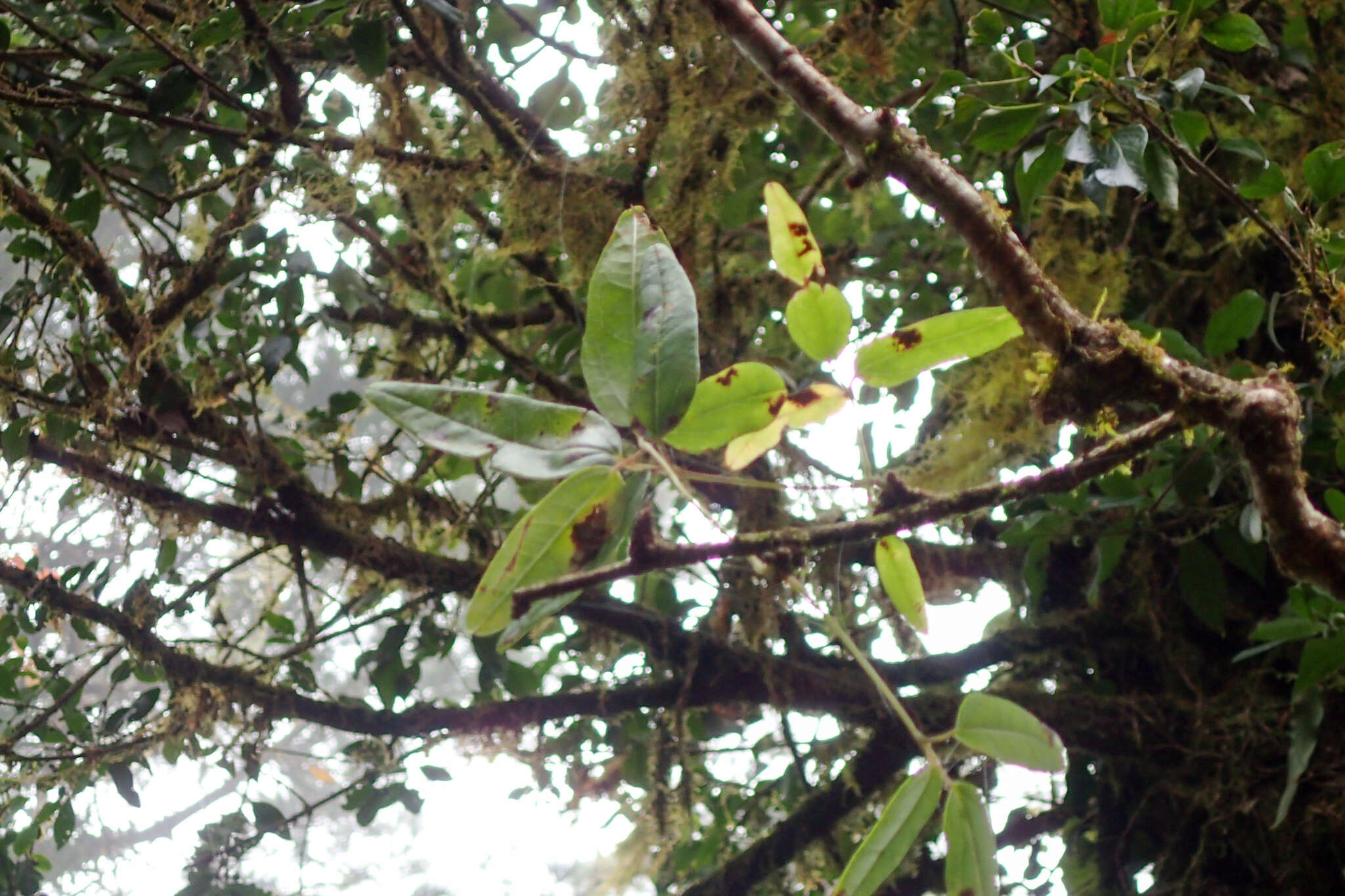 Imagem de Akebia trifoliata subsp. australis (Diels) Shimizu