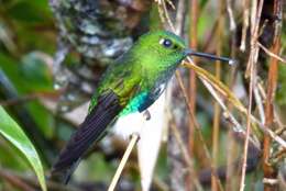 Image of Emerald-bellied Puffleg