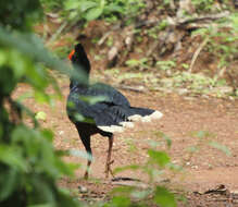 Image of Razor-billed Curassow