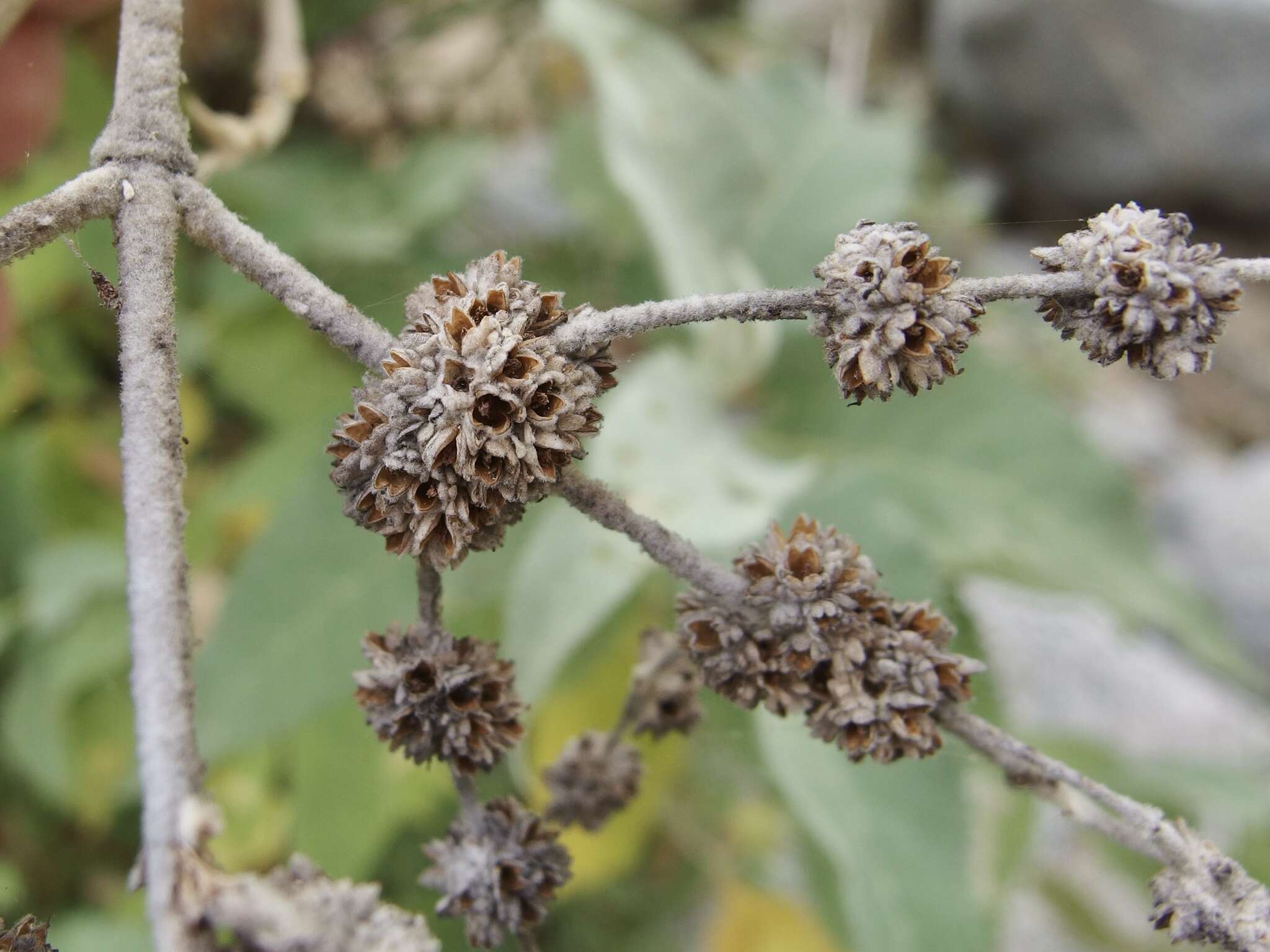 Image of Buddleja crotonoides A. Gray