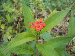 Image de Asclepias curassavica L.