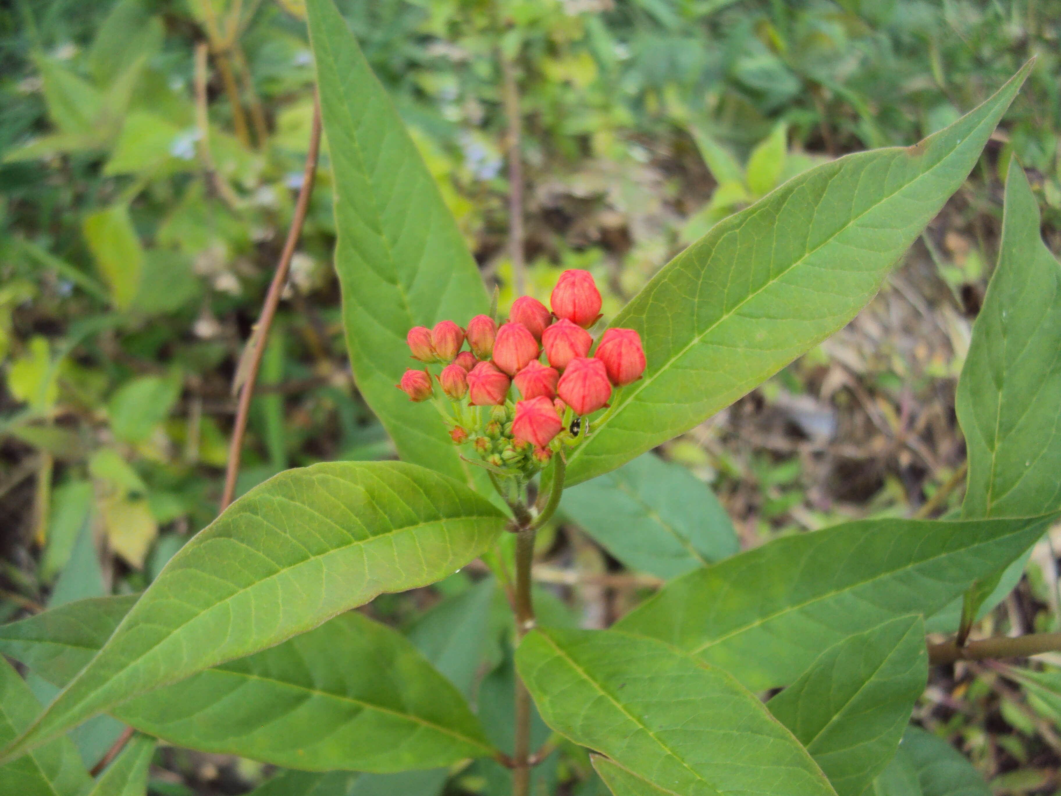 Image de Asclepias curassavica L.