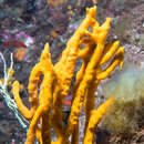 Image of common antler sponge