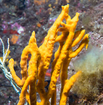 Image of common antler sponge