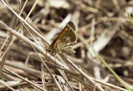 Image of Baracoa skipper