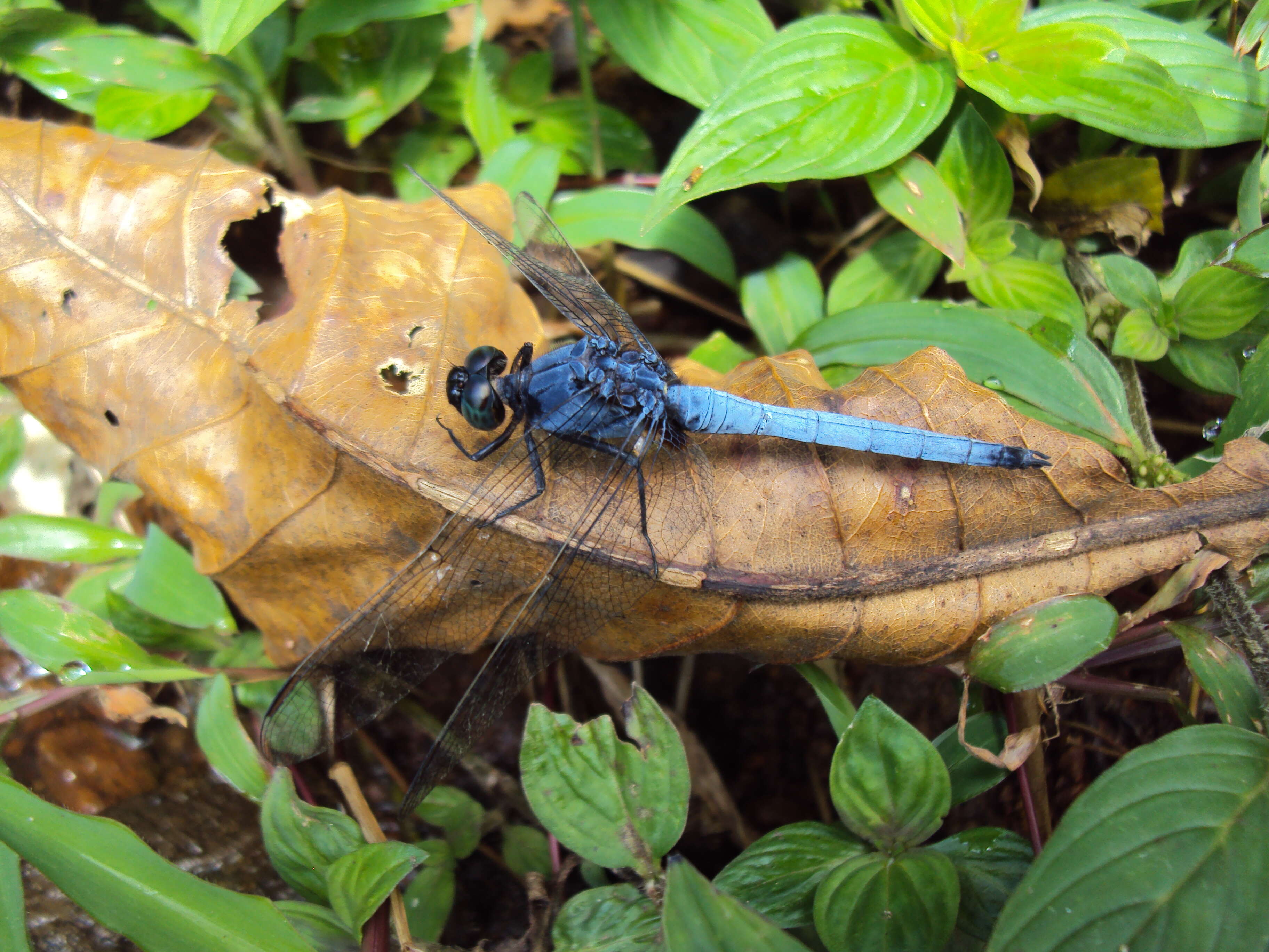 Image of blue marsh hawk