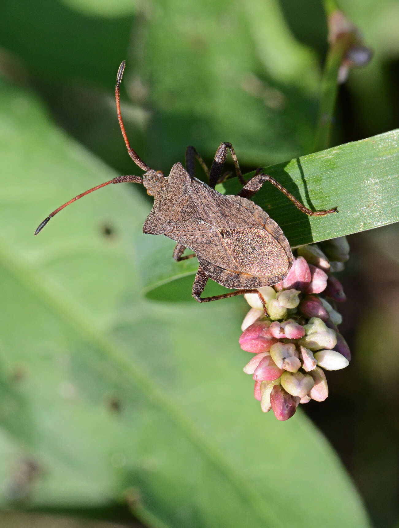 Image of Coreus