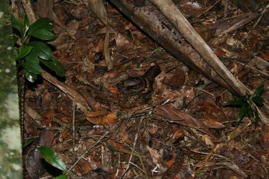 Image of Gactornis Han, Robbins & Braun 2010