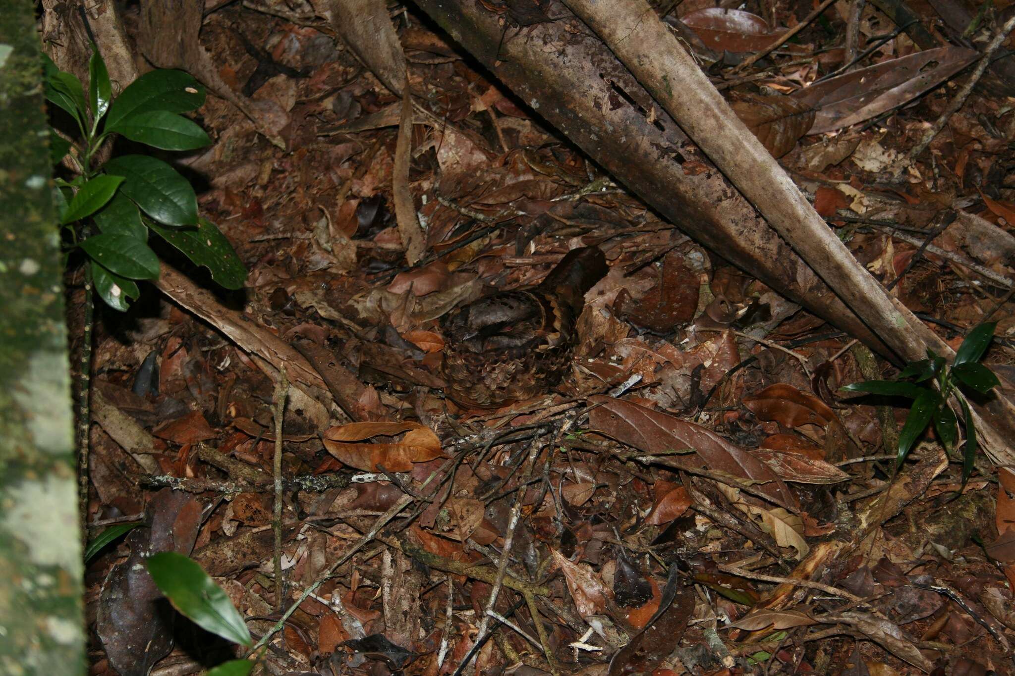 Image of Collared Nightjar