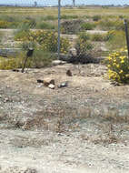 Image of Burrowing Owl