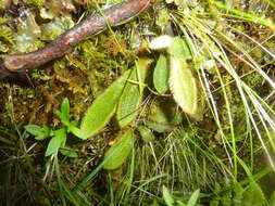 Image of Elaphoglossum spatulatum (Bory) Moore