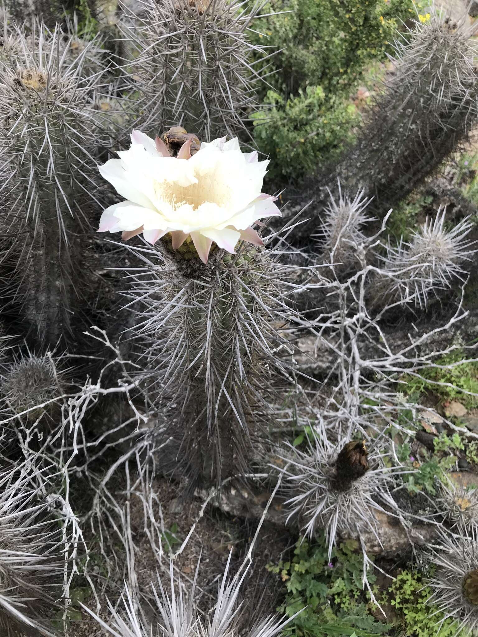 Image de Echinopsis deserticola (Werderm.) H. Friedrich & G. D. Rowley