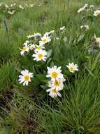 Image of White-Ray Mule's-Ears