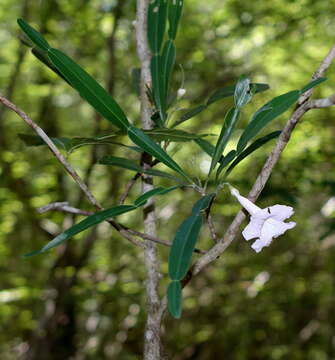 Image of Phyllarthron bernierianum Seem.