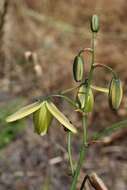 Image de Albuca cooperi Baker