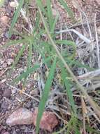 Imagem de Ipomoea ternifolia Cav.