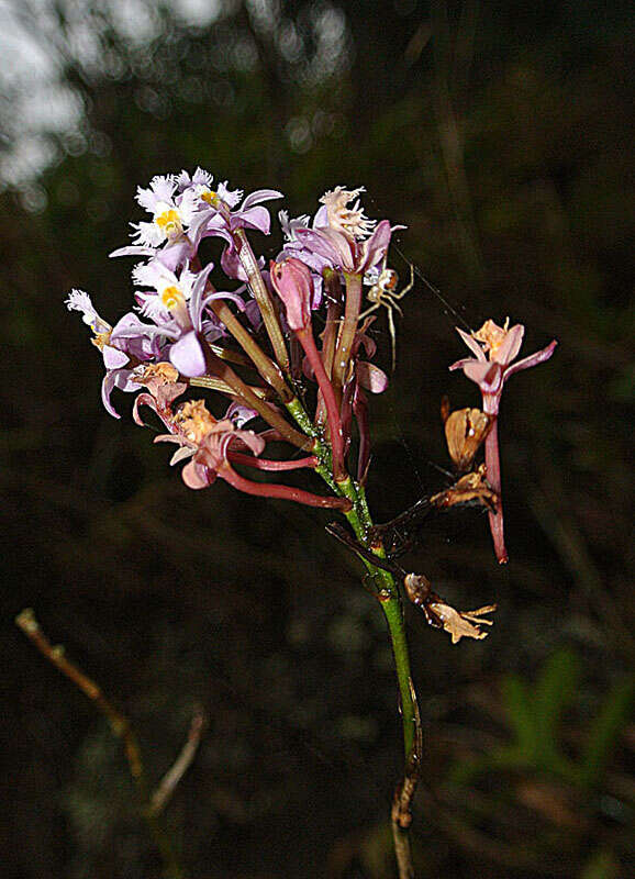 Image of Epidendrum blepharistes Barker ex Lindl.