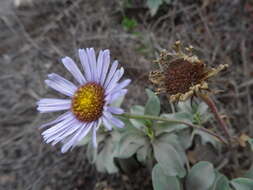 Image of seaside fleabane