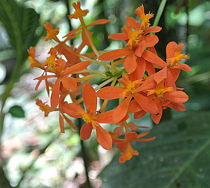 Sivun Epidendrum ibaguense Kunth kuva