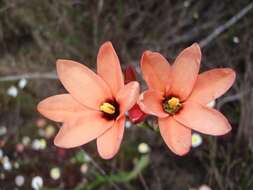 Image of Ixia tenuifolia Vahl