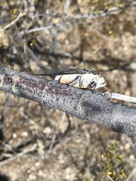 Image of Cacama moorei Sanborn & Heath 2011