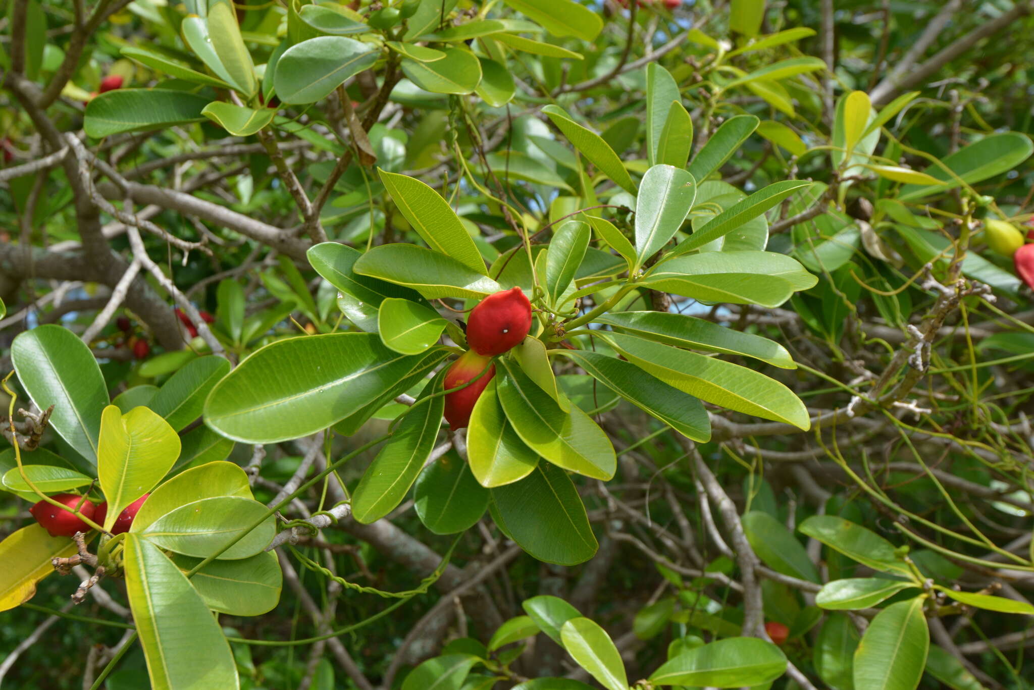 Image de Ochrosia elliptica Labill.