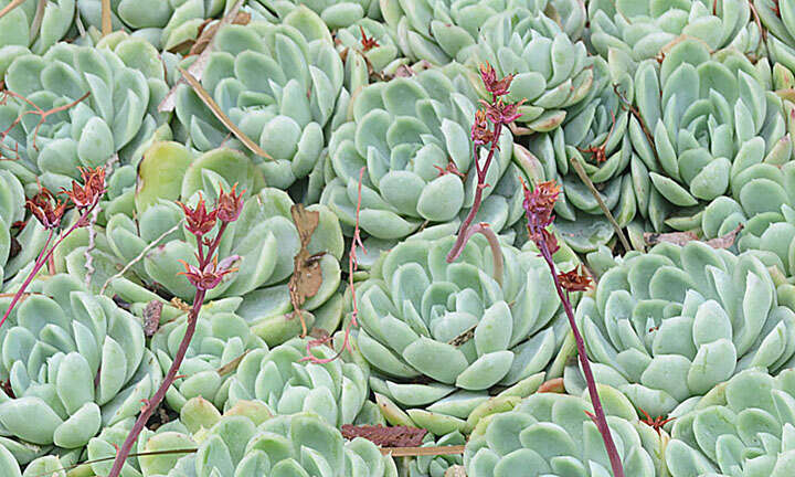 Image of Echeveria elegans Rose