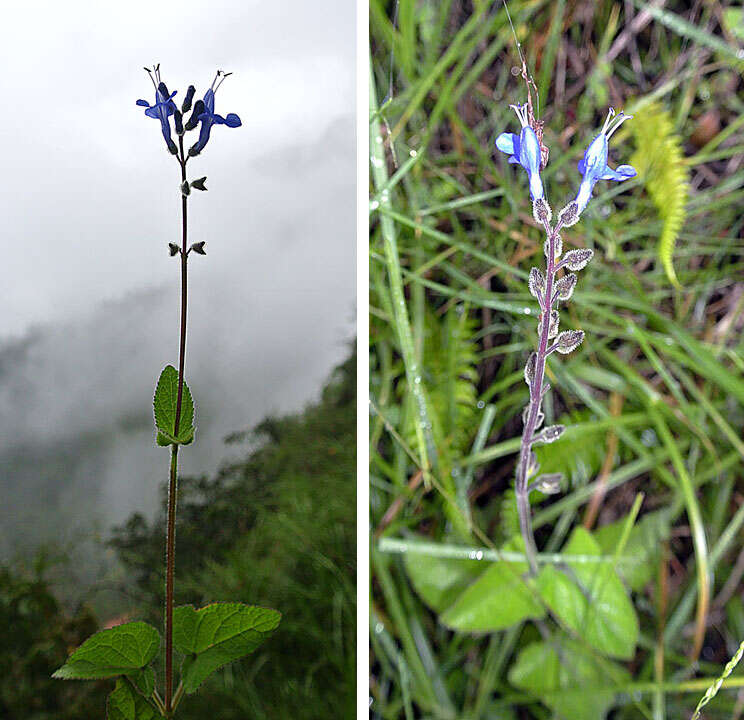 Sivun Salvia scutellarioides Kunth kuva