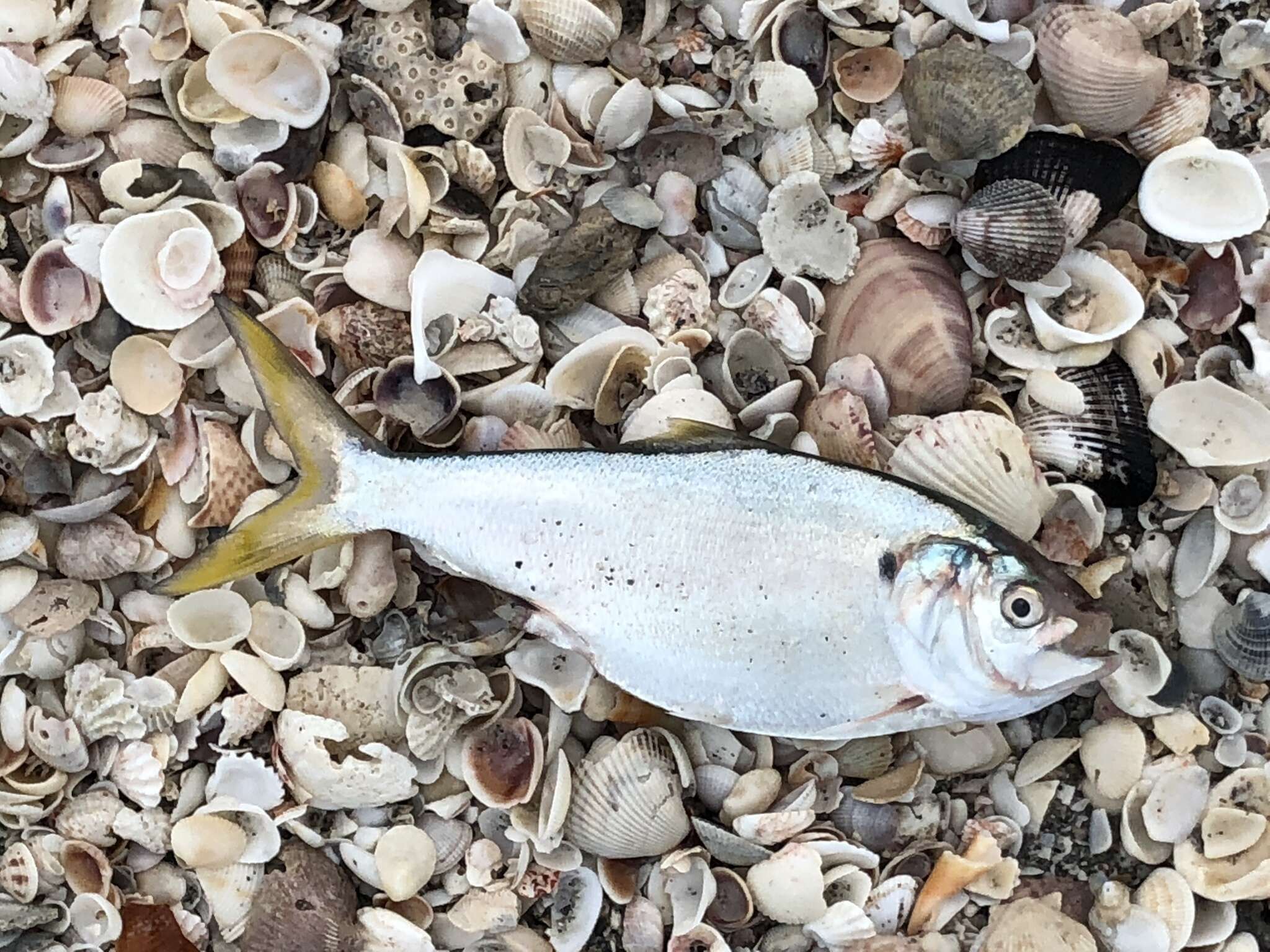 Image of Yellowfin menhaden