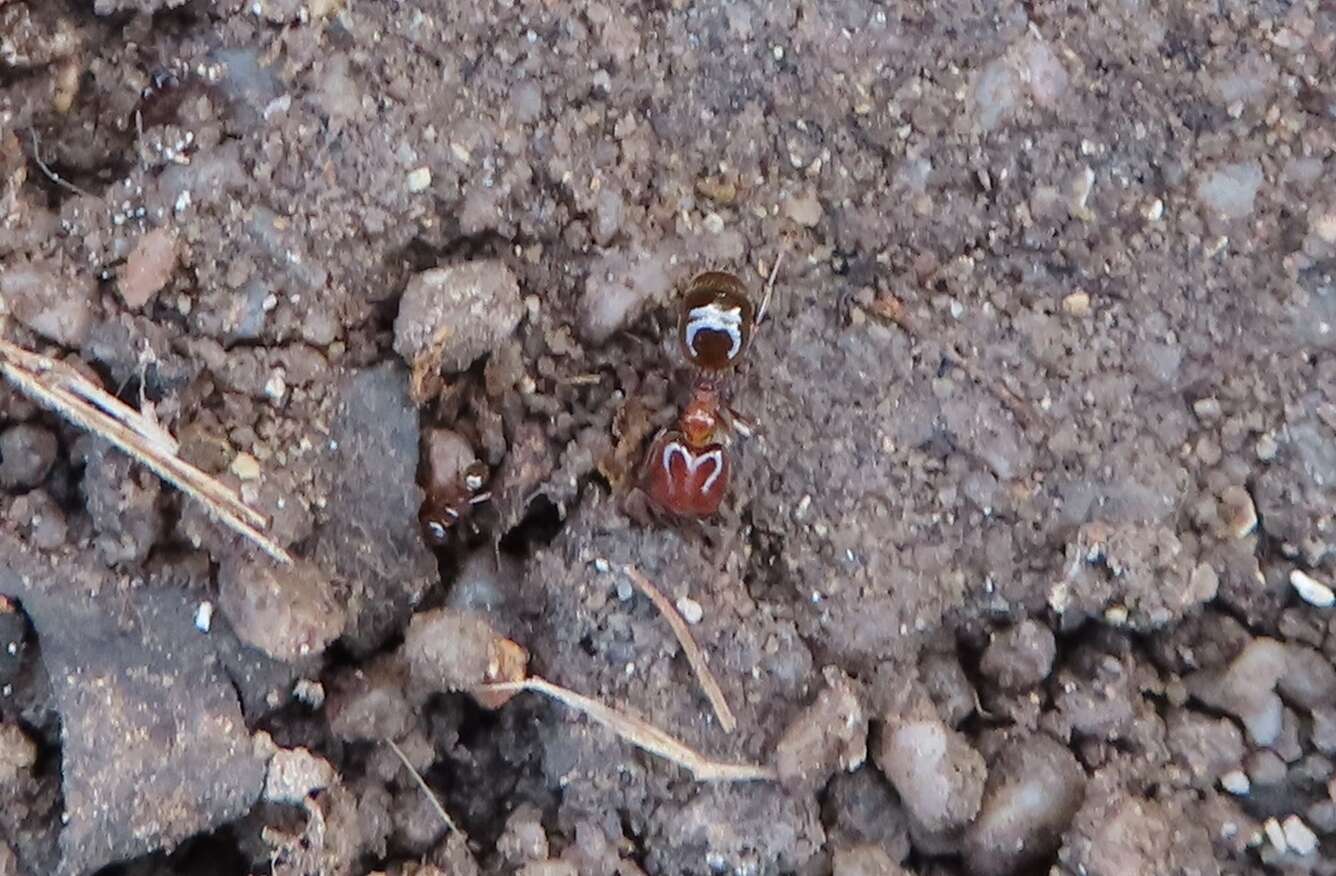 Image of Pheidole capensis Mayr 1862