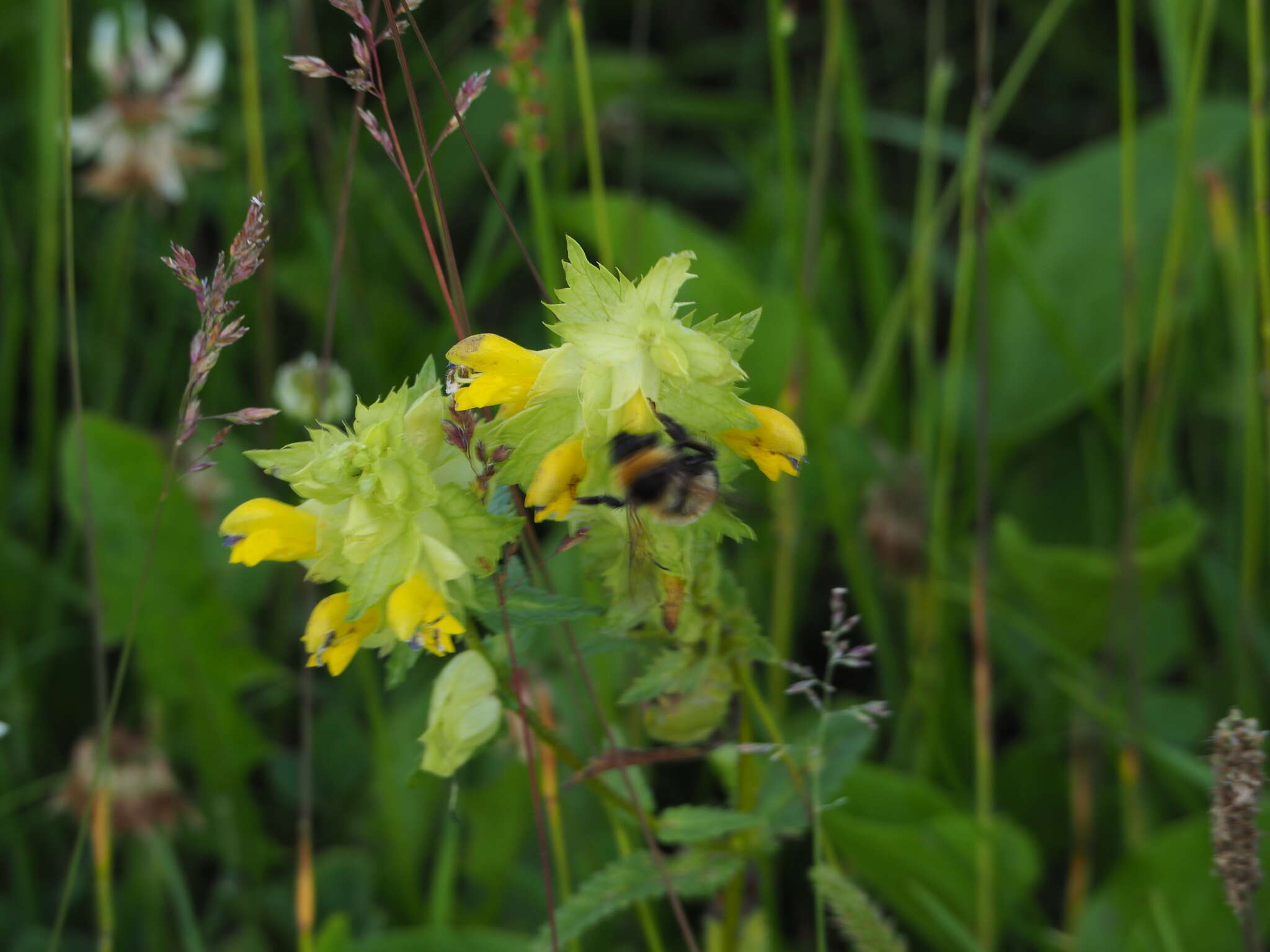 Image of Bombus sporadicus Nylander 1848