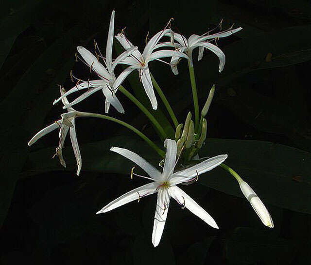 Image of Mangrove lily