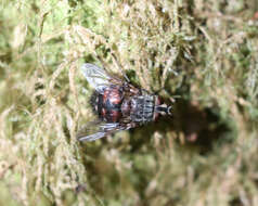 Image of Amphibolia assimilis (Macquart 1851)