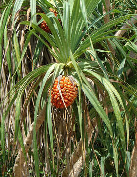 Image of Pandanus odorifer (Forssk.) Kuntze