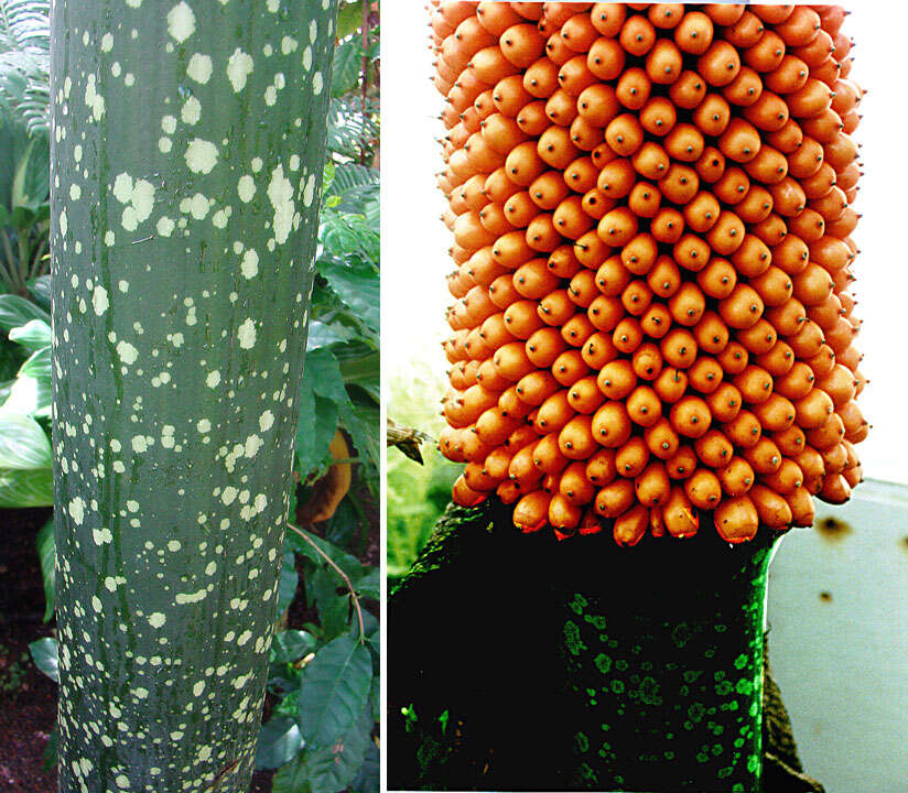 Amorphophallus titanum (Becc.) Becc. resmi