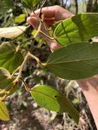 Image of Pachygone ovata (Poir.) J. D. Hook. & Thompson