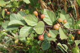 Image of Kalahari raisin