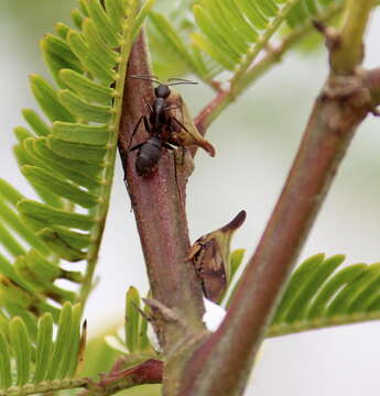 Image of Enchenopa gracilis Germar