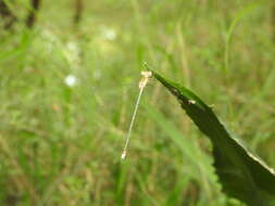 Image of Emerald Spreadwing