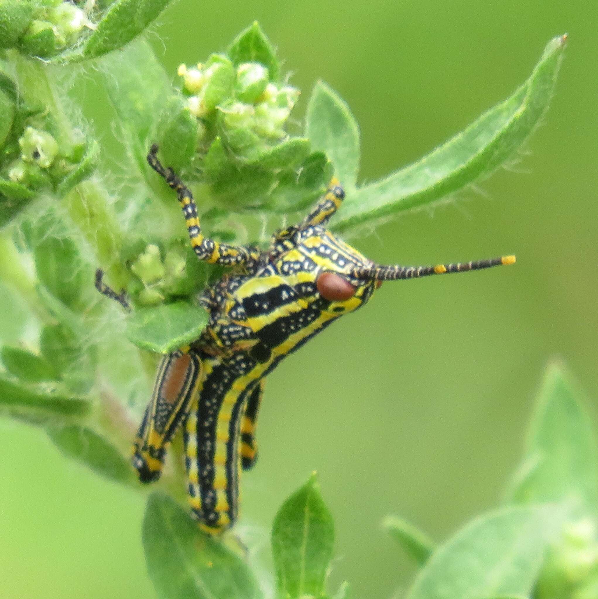 صورة Zonocerus elegans (Thunberg 1815)