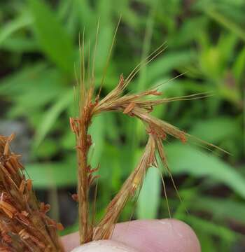 Image of Golden velvet grass