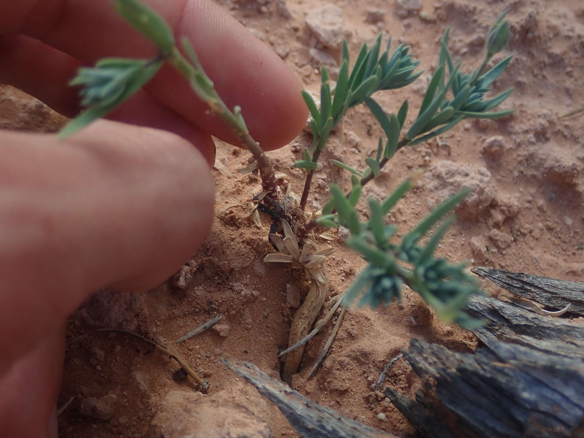 Image of sprucemont flax