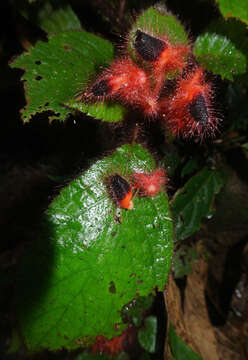 Image of Pearcea rhodotricha (Cuatrec.) L. P. Kvist & L. E. Skog